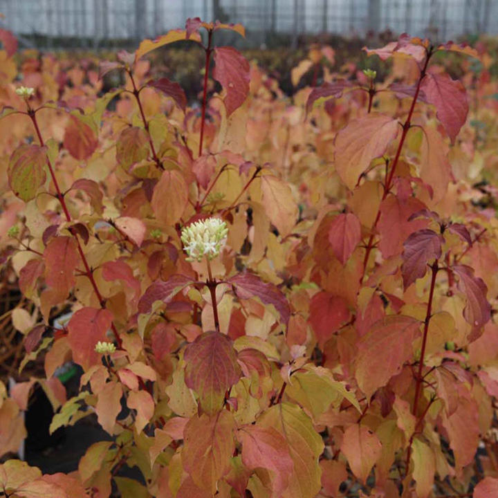 Cornus sanguinea 'Winter Beauty' image