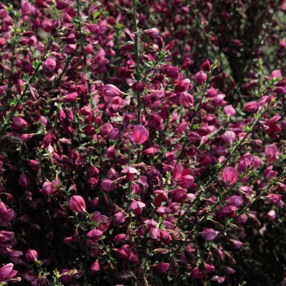 Cytisus 'Boskoop Ruby' image