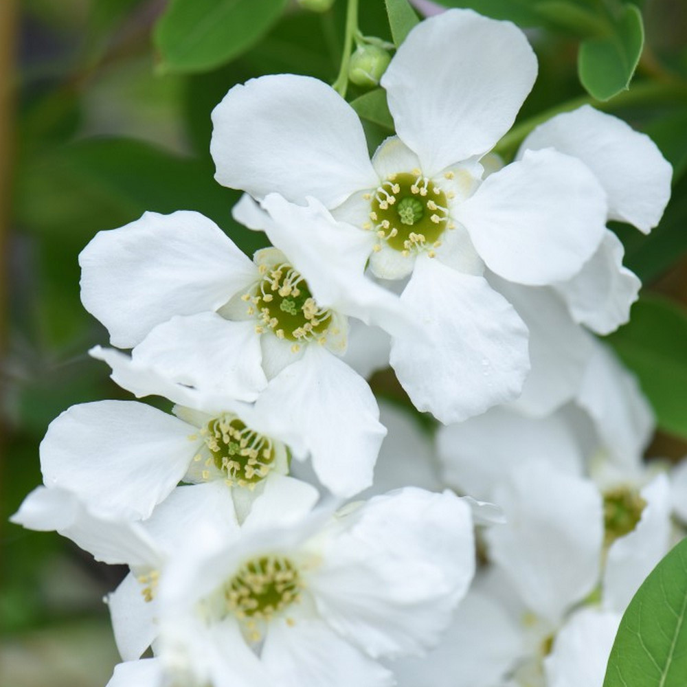 Exochorda x macrantha 'The Bride' image