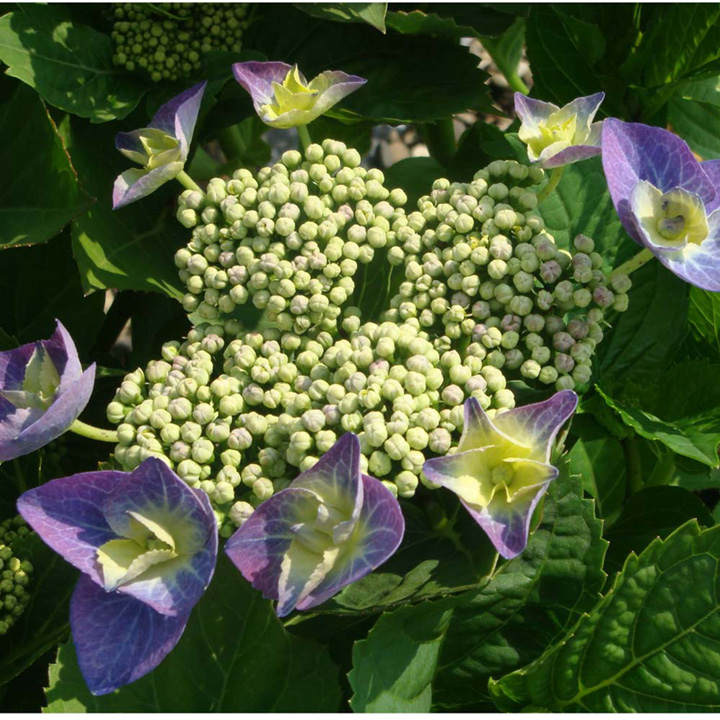 Hydrangea macrophylla 'Blaumeise' (Teller Blue) image