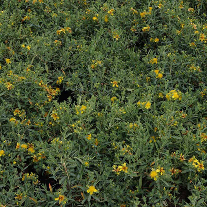 Hypericum kalmianum 'Blue Velvet' image