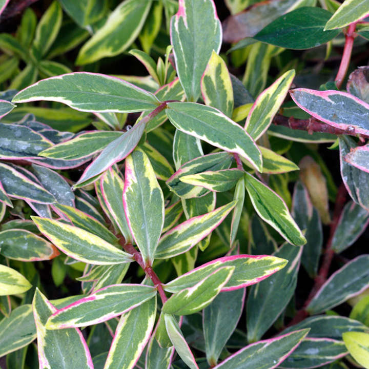 Hypericum x moserianum 'Tricolor' image