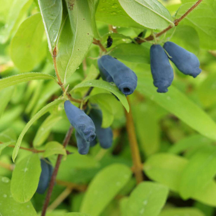 Lonicera kamtschatica 'Kalinka' image