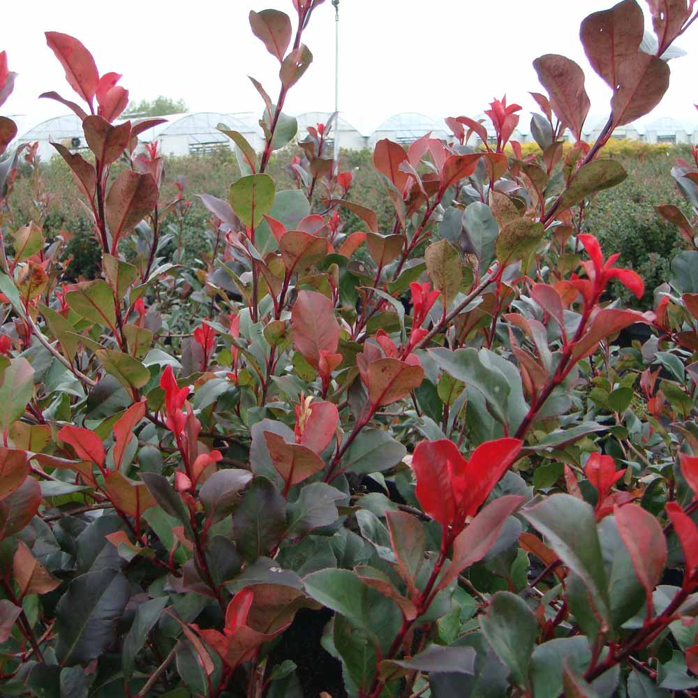 Photinia fraseri 'Little Red Robin' (Standard) image