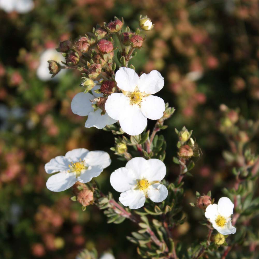 Potentilla fruticosa 'White Lady' image