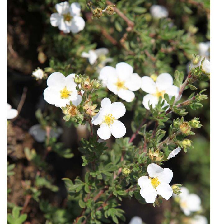 Potentilla tridentata 'Nuuk' image