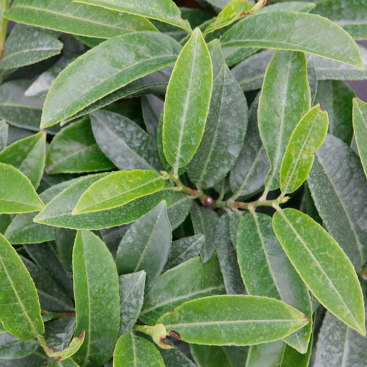 Prunus laurocerasus 'Mount Vernon' image