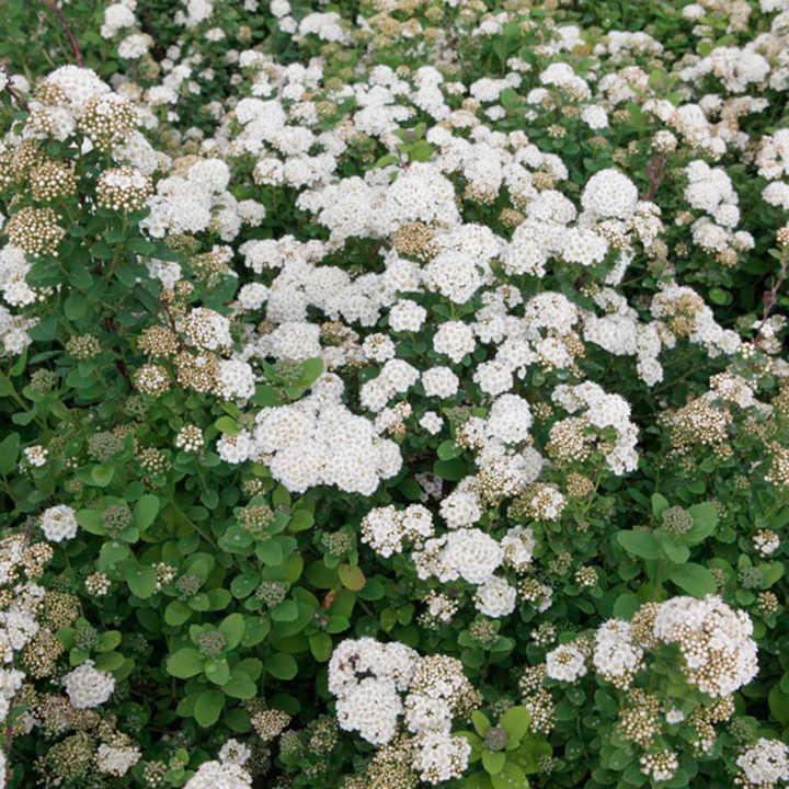 Spiraea betulifolia 'Island' image