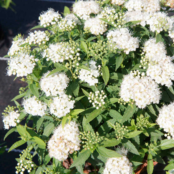 Spiraea japonica 'Albiflora' image