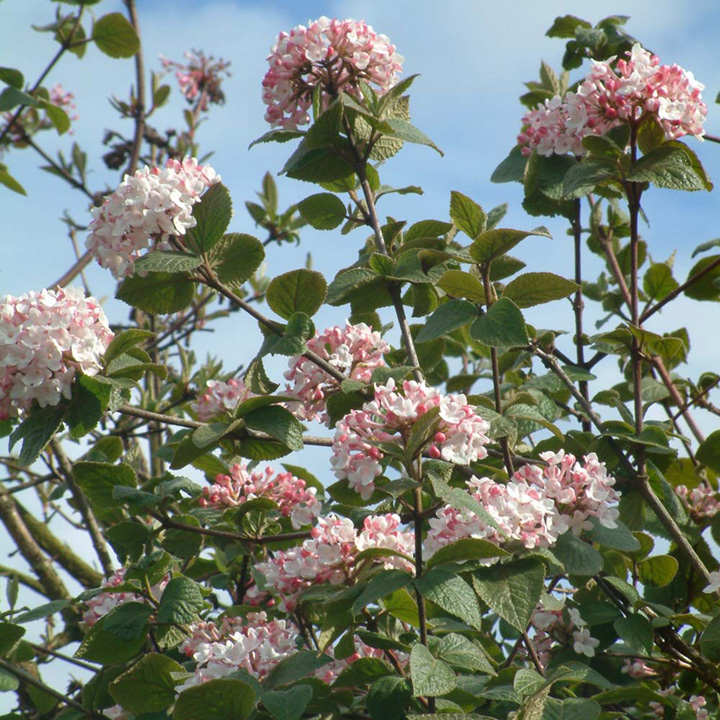 Viburnum carlesii 'Aurora' image