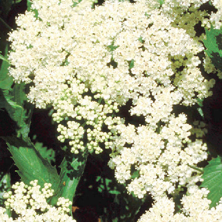 Viburnum dentatum 'Blue Muffin Christom' image