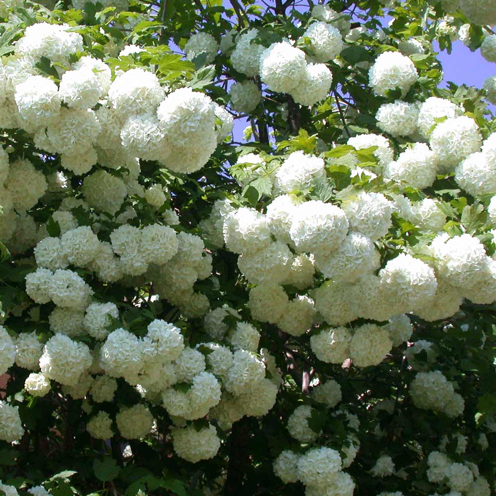 Viburnum Opulus Plant - Roseum | Dobies