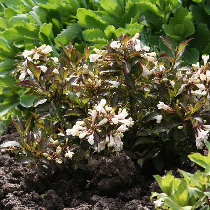 Weigela 'Candida' image