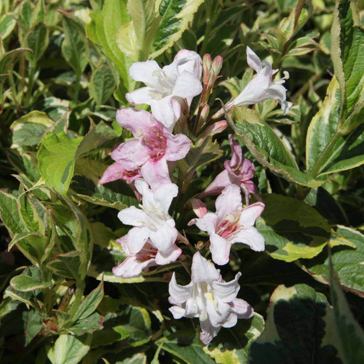 Weigela 'Naomi Campbell' image