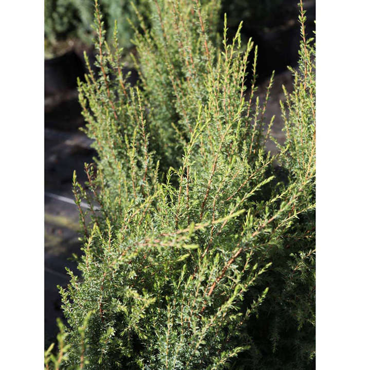 Juniperus communis 'Compressa' image