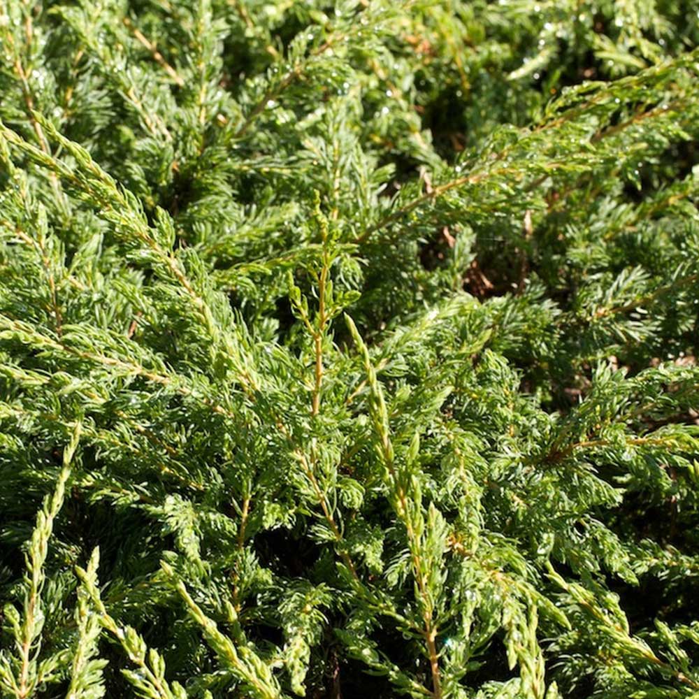 Juniperus communis 'Repanda' image