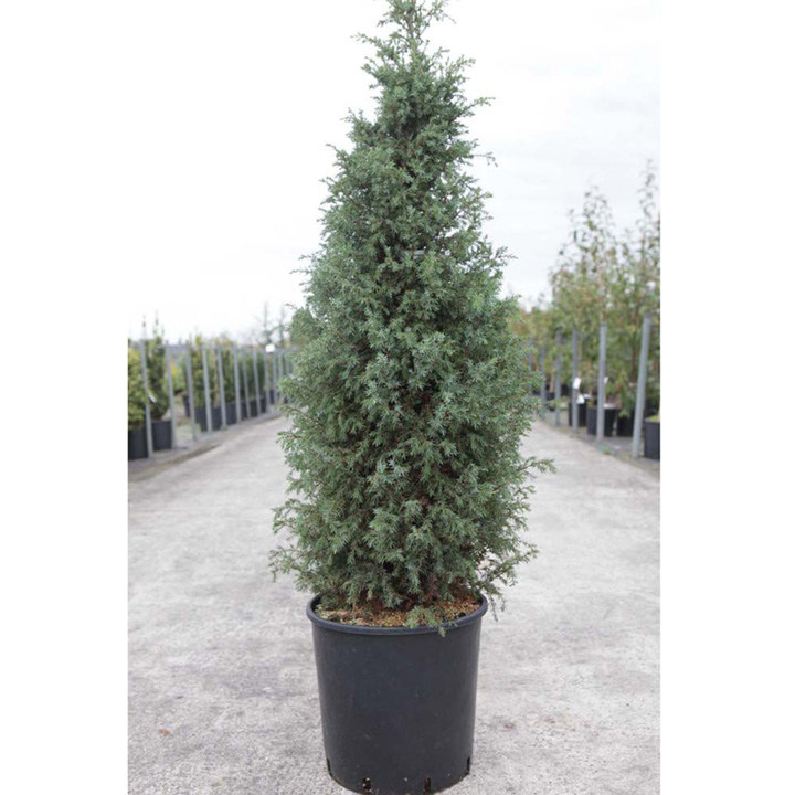 Juniperus rigida subsp. conferta 'Blue Pacific' image