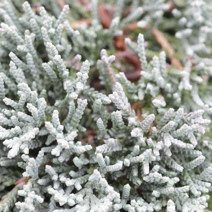 Juniperus horizontalis 'Jade River' image