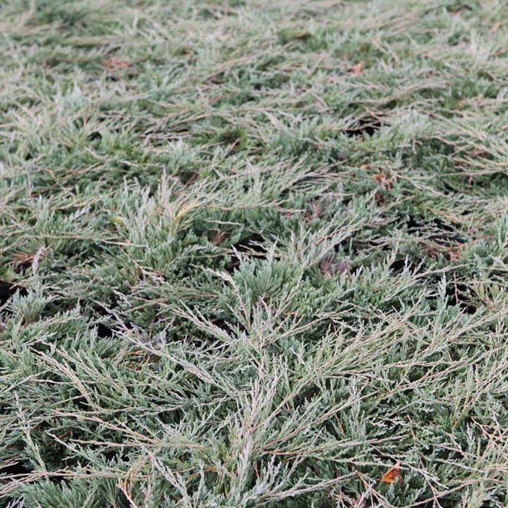 Juniperus horizontalis 'Pancake' image