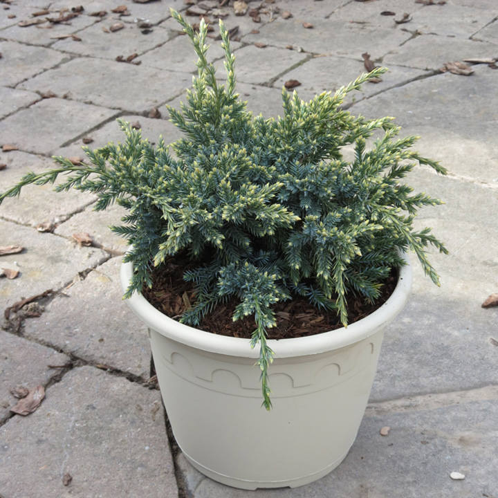 Juniperus squamata 'Holger' image