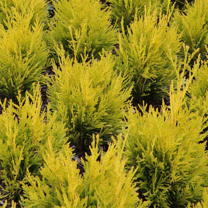 Thuja plicata 'Atrovirens' image