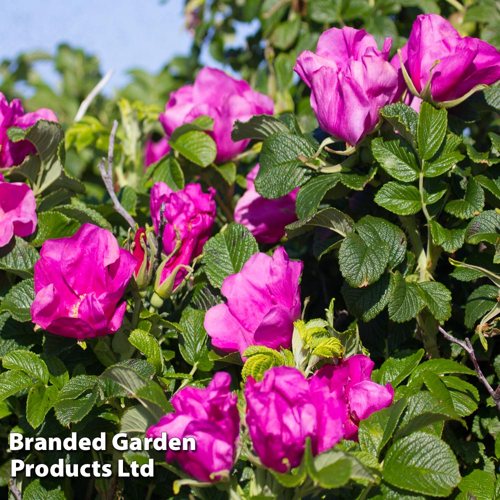 Rose rugosa 'Rubra' (Species Shrub Rose) | Dobies