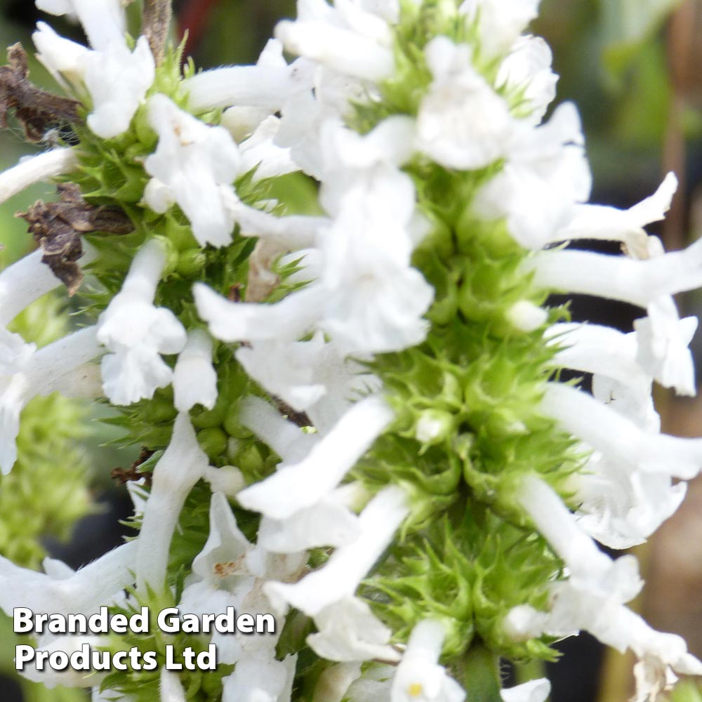 Stachys officinalis 'Wisley White' image