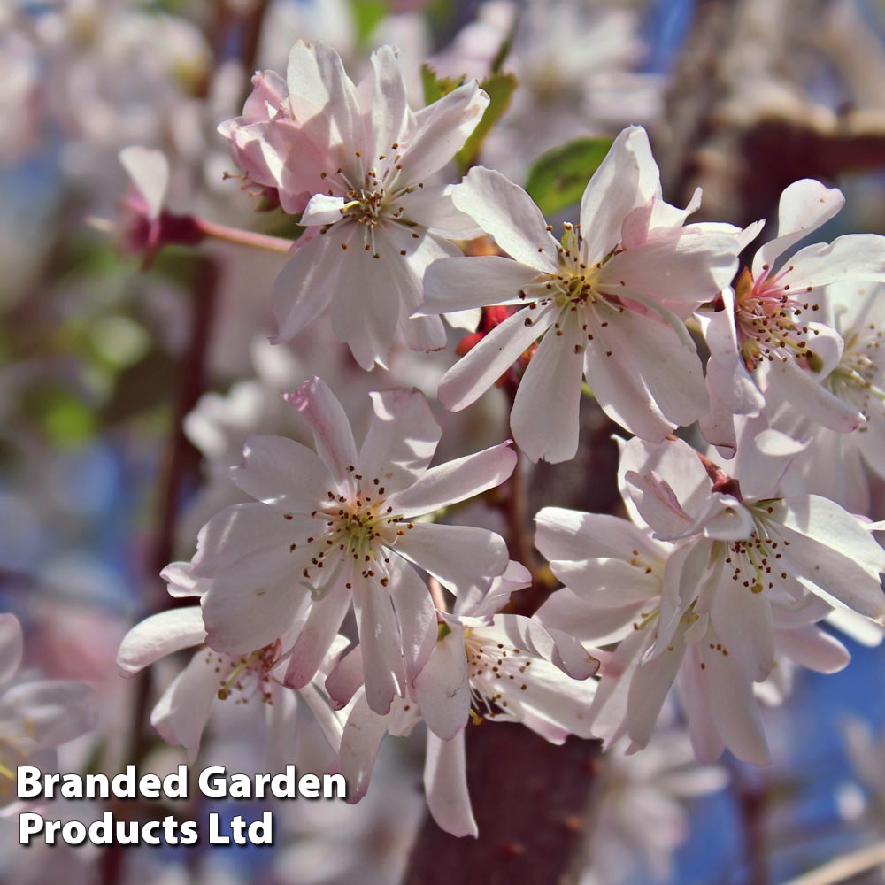 Prunus x subhirtella 'Autumnalis Rosea' image