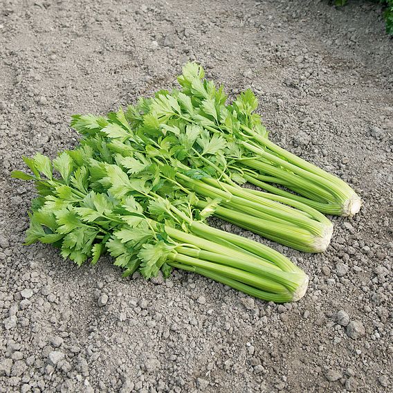 Celery 'Tango' image