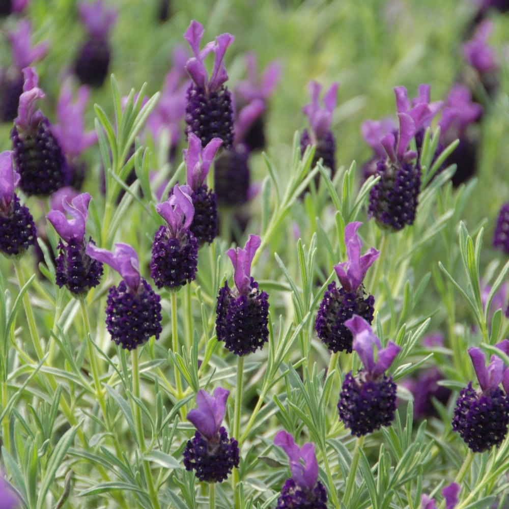 Lavender 'Night Of Passion' image