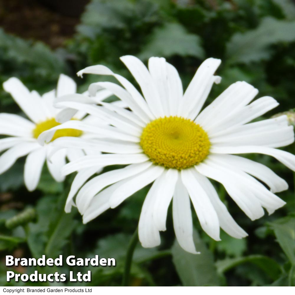 Shasta Daisy 'Starburst' image