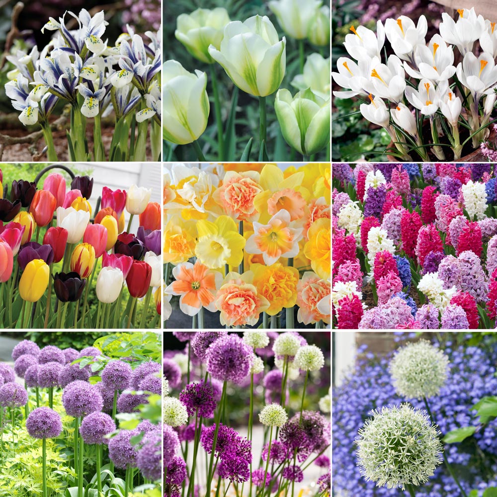 Spring Bulb Collection image