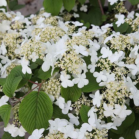 Viburnum plicatum f. tomentosum 'Mariesii' image