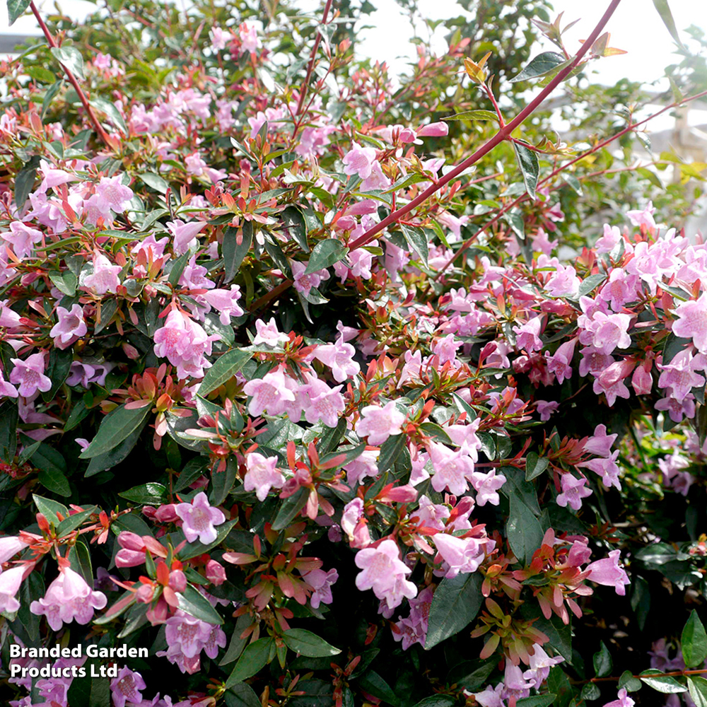 Abelia 'Edward Goucher' image