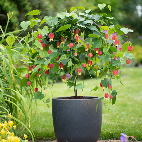 Abutilon megapotamicum image