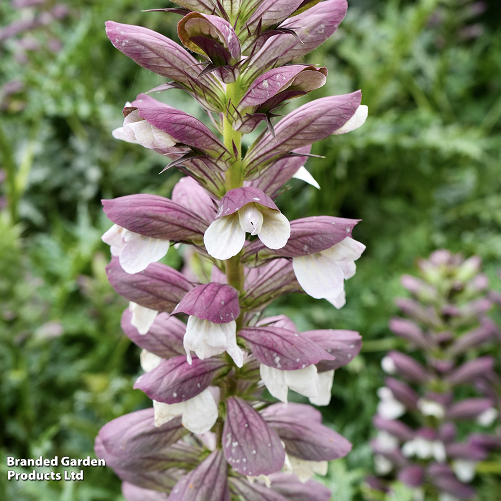 Acanthus Spinosus image