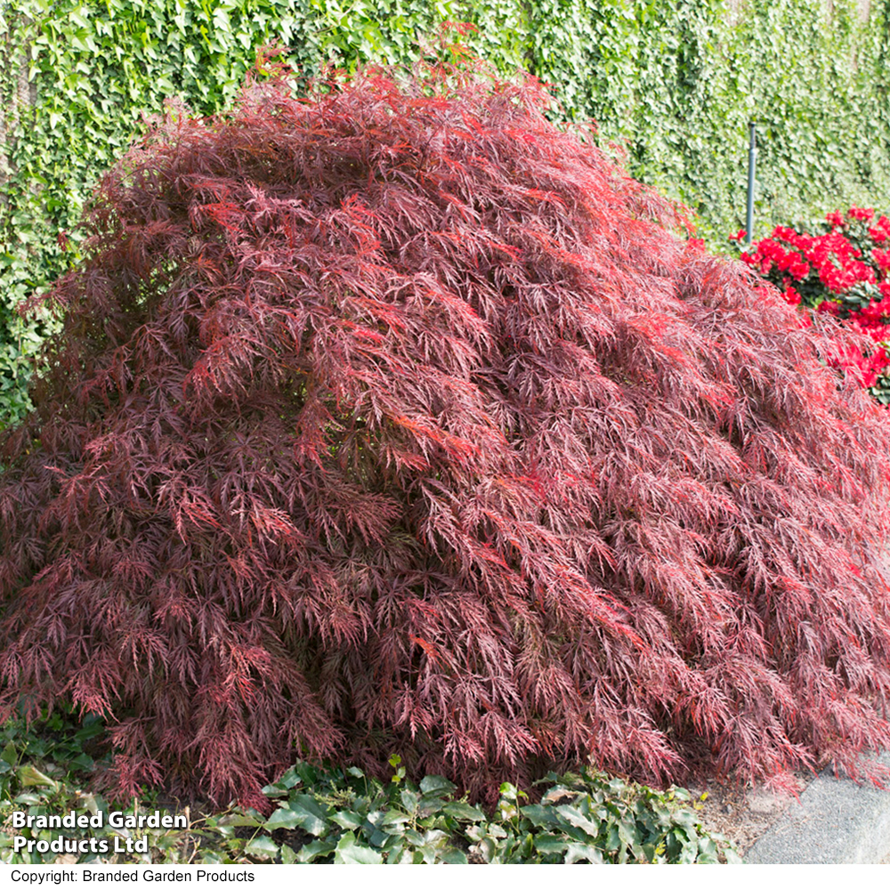 Acer palmatum 'Crimson Queen' image