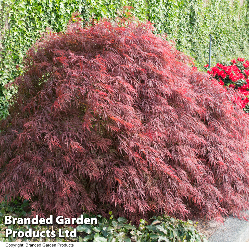 Acer palmatum 'Crimson Queen' image