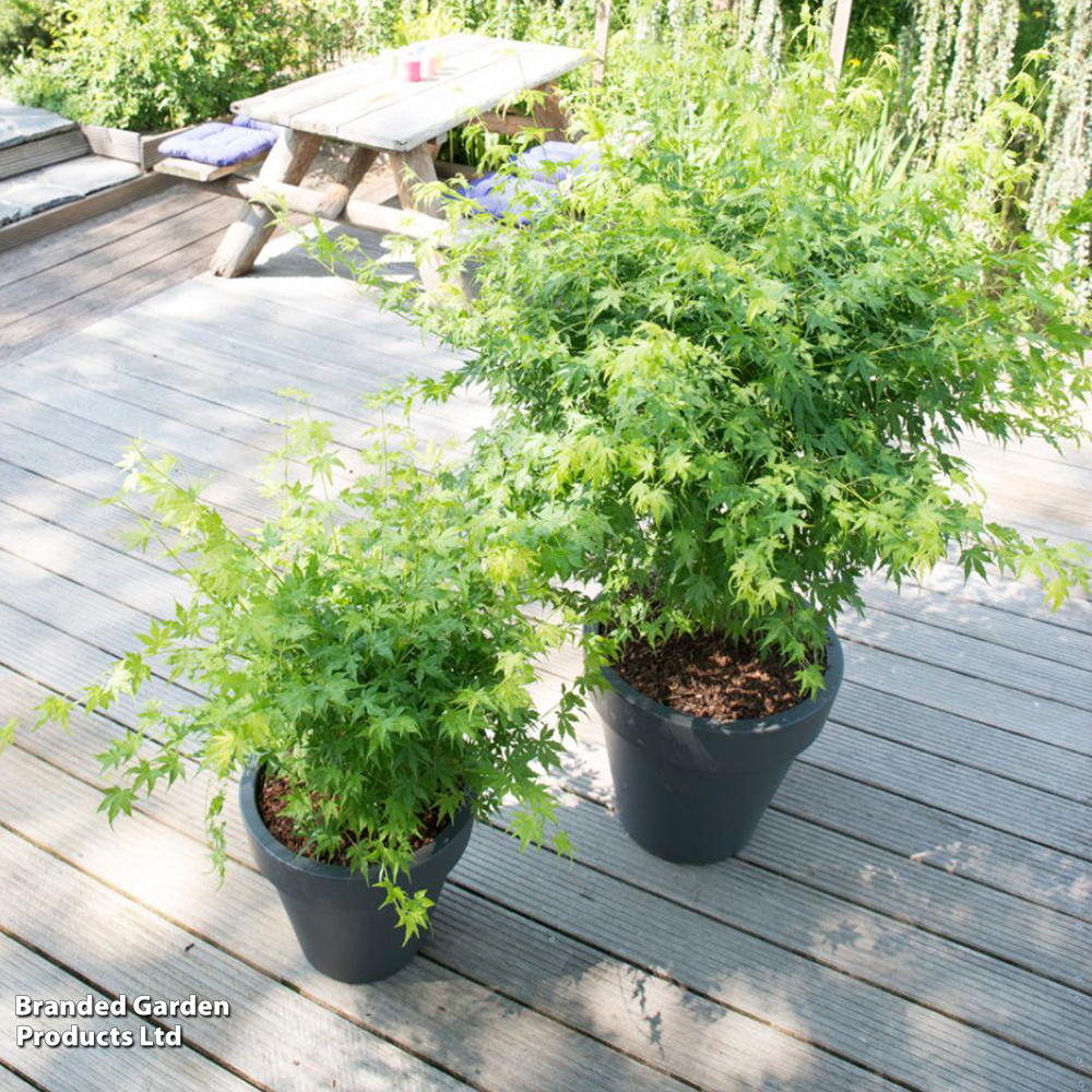 Acer palmatum 'Going Green®' image