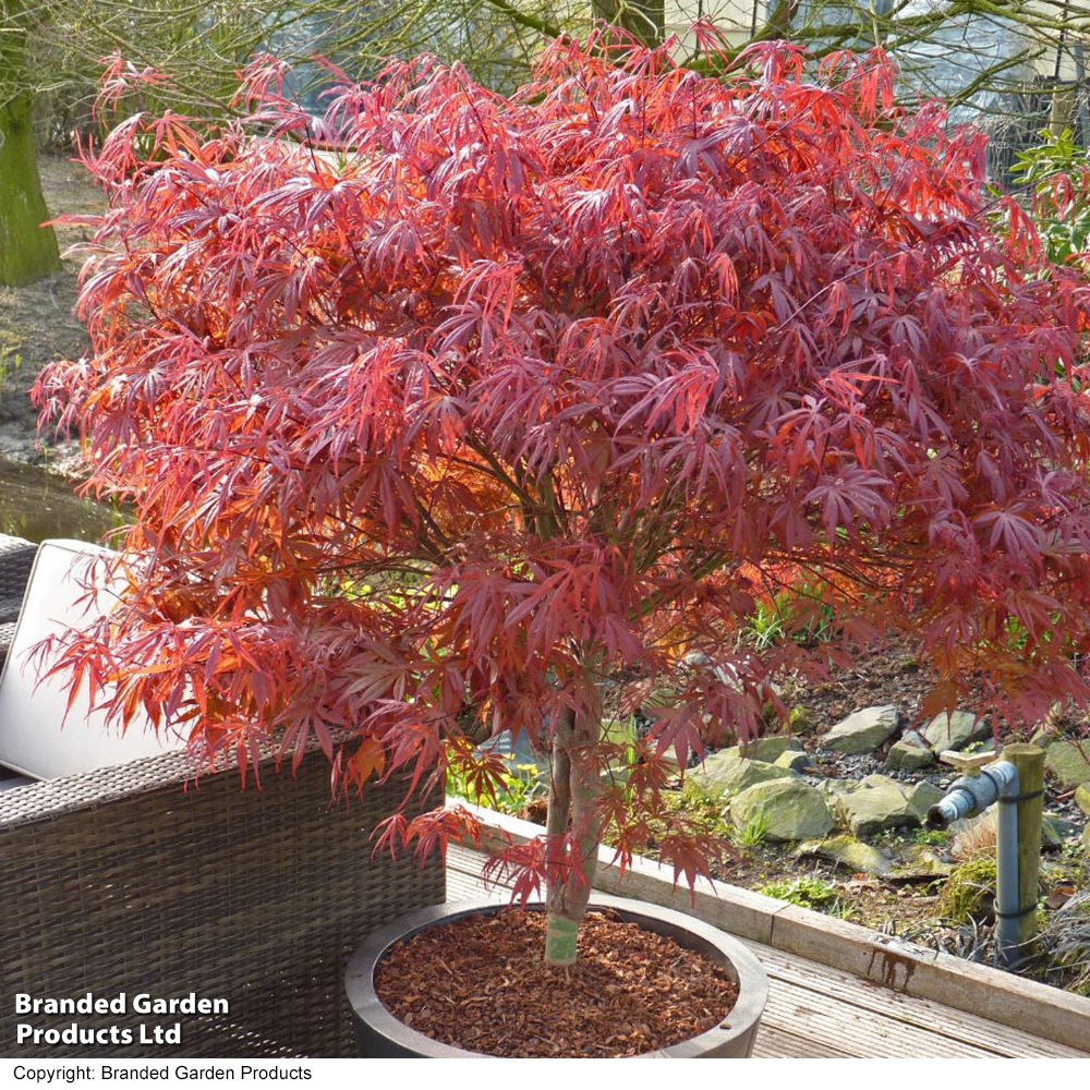 Acer Palmatum 'Peve Dave' image