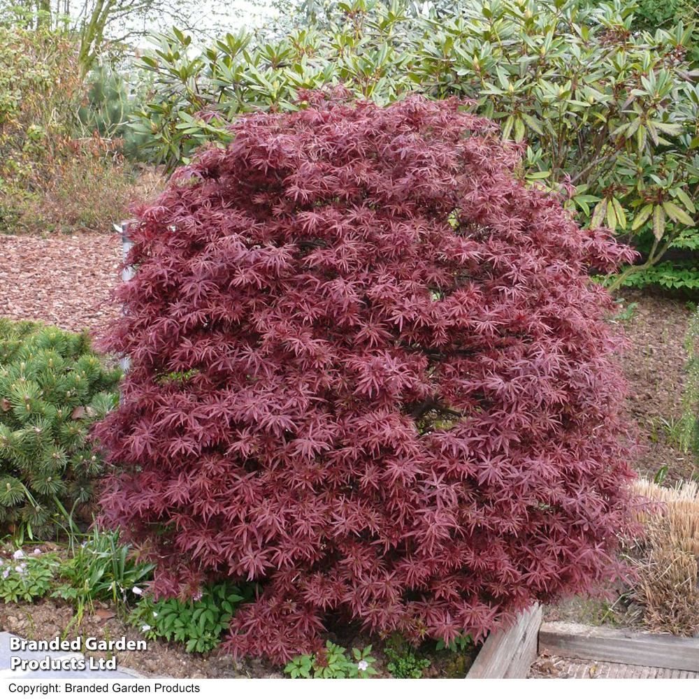 Acer palmatum 'Shaina' image