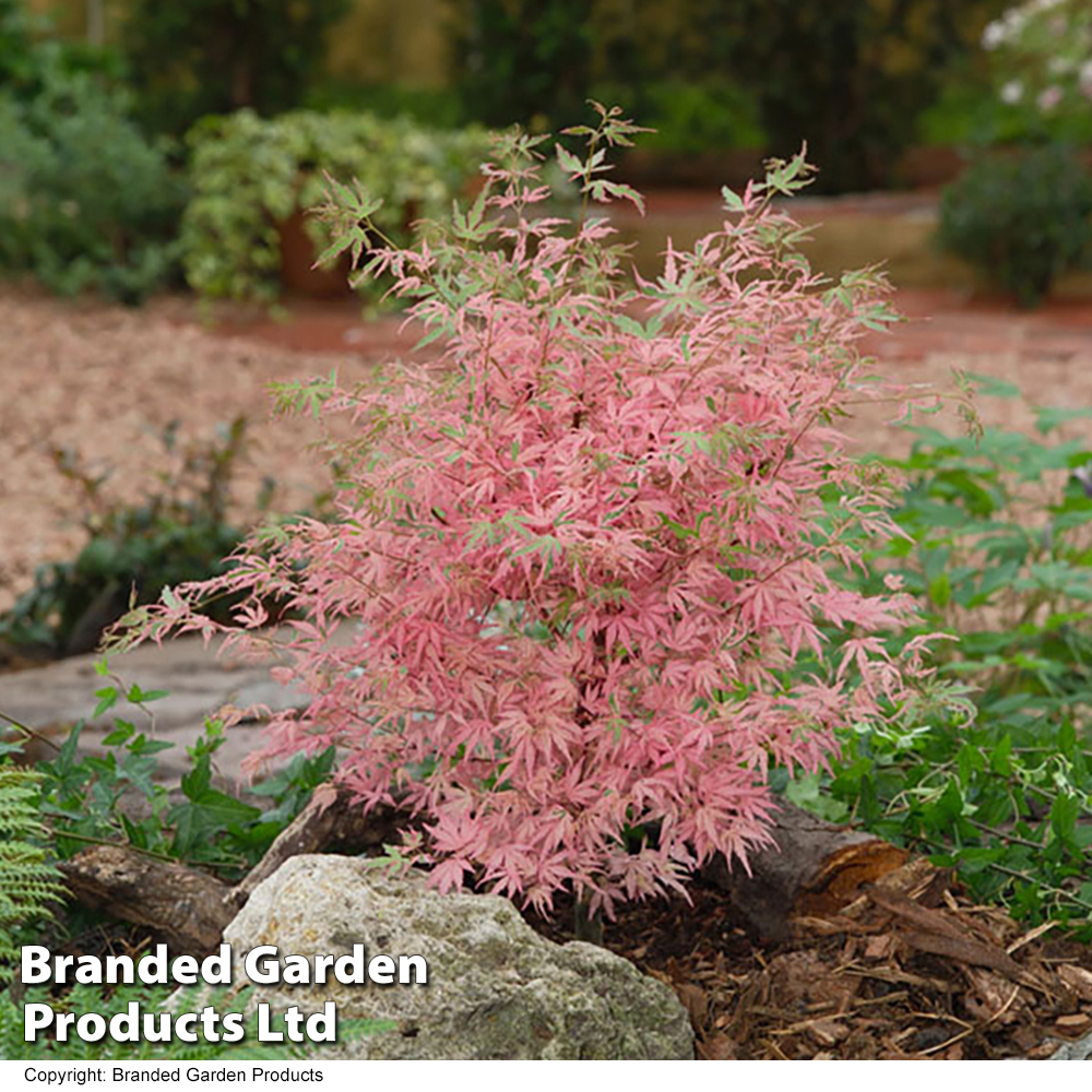 Acer palmatum 'Taylor' image