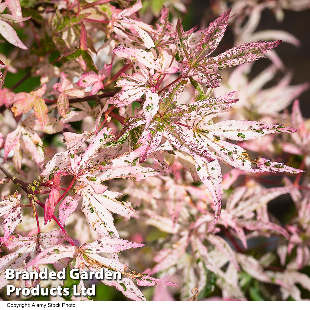 Acer palmatum 'Ukigumo' image