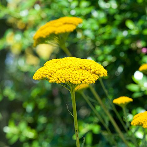 Achillea filipendulina 'Cloth of Gold' image