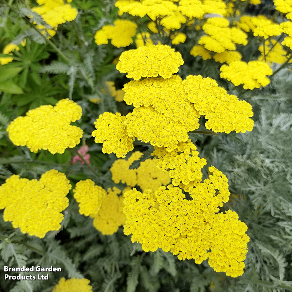 Achillea 'Moonshine' image