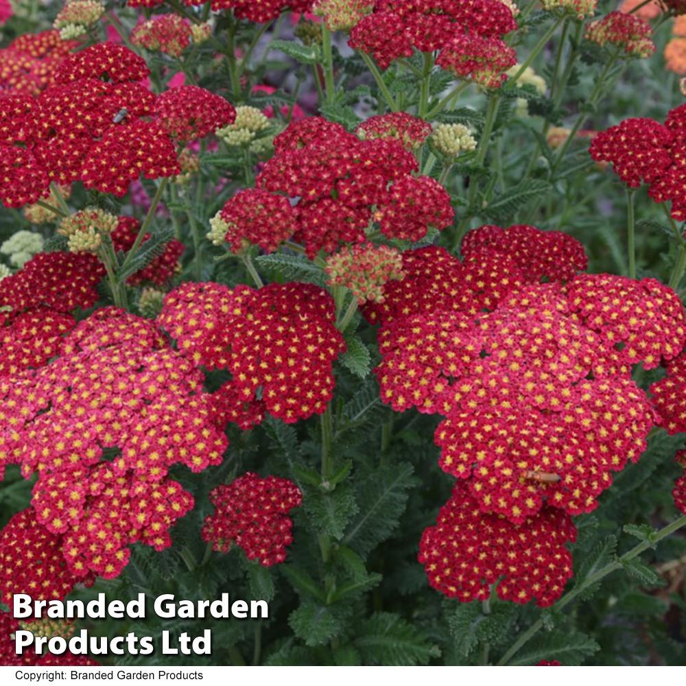 Achillea millefolium 'Strawberry Seduction' image