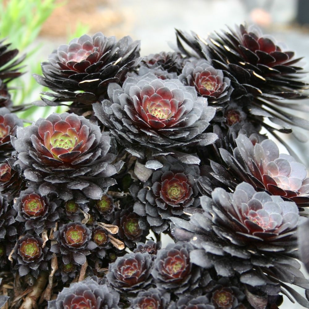 Aeonium arboreum 'Tip Top' image