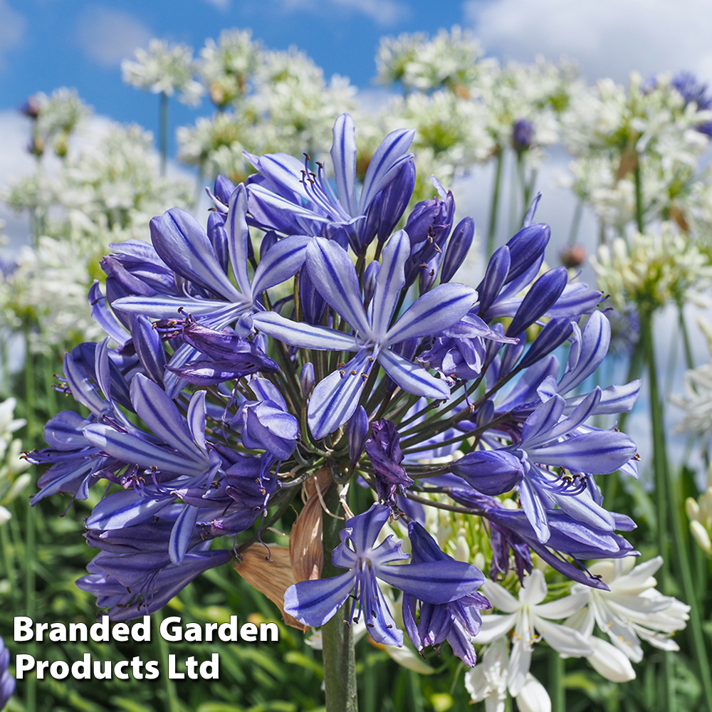 Agapanthus 'African Skies' image