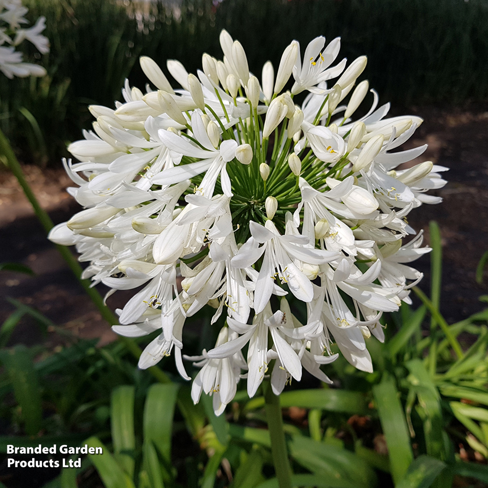 Agapanthus 'Arctic Star' image