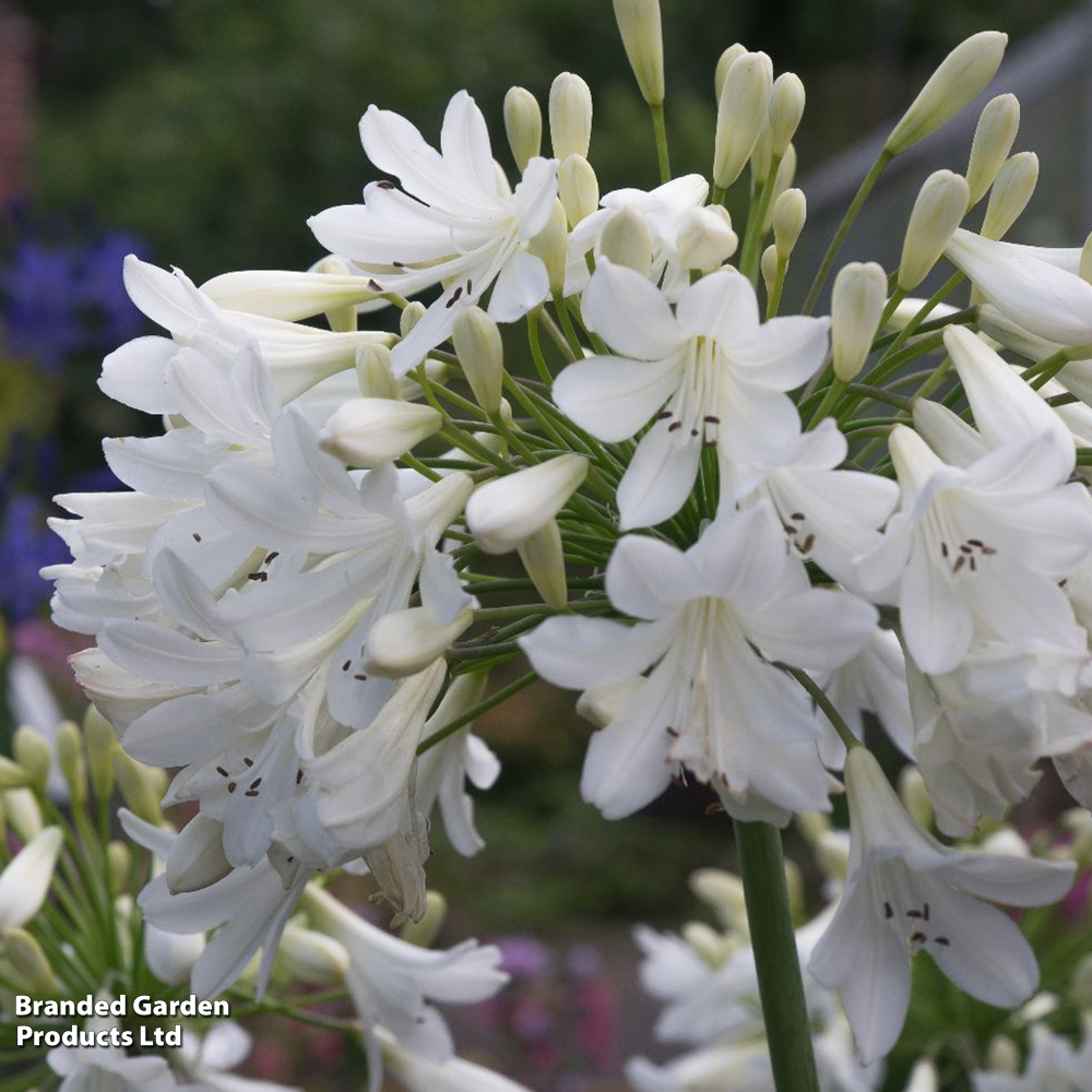 Agapanthus 'Arctic Star' image